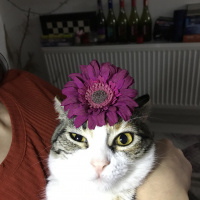 Tekir Kedi, Kedi  frida fotoğrafı