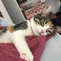 Tekir Kedi, Kedi  frida fotoğrafı