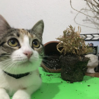Tekir Kedi, Kedi  frida fotoğrafı
