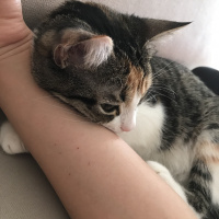 Tekir Kedi, Kedi  frida fotoğrafı