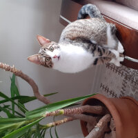 Tekir Kedi, Kedi  Minık fotoğrafı