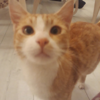 Sarman, Kedi  Zuzu fotoğrafı