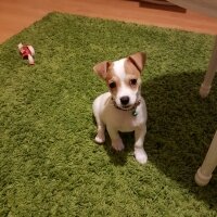 Jack Russell Terrier, Köpek  manti fotoğrafı