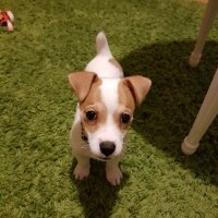 Jack Russell Terrier, Köpek  manti fotoğrafı