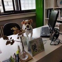 Jack Russell Terrier, Köpek  manti fotoğrafı