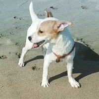 Jack Russell Terrier, Köpek  manti fotoğrafı