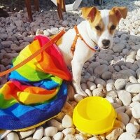 Jack Russell Terrier, Köpek  manti fotoğrafı