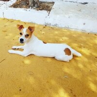 Jack Russell Terrier, Köpek  manti fotoğrafı