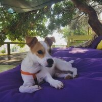 Jack Russell Terrier, Köpek  manti fotoğrafı