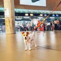 Jack Russell Terrier, Köpek  manti fotoğrafı