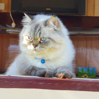 İran Kedisi (Persian), Kedi  Leo fotoğrafı