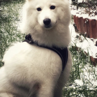 Samoyed, Köpek  Pamuk fotoğrafı