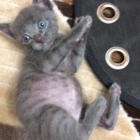 Mavi Rus, Kedi  Mırnav fotoğrafı