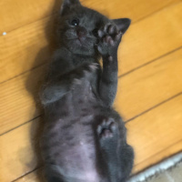 Mavi Rus, Kedi  Mırnav fotoğrafı