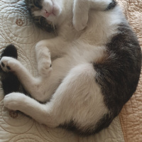 Tekir Kedi, Kedi  Pati fotoğrafı