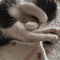 Tekir Kedi, Kedi  Pati fotoğrafı