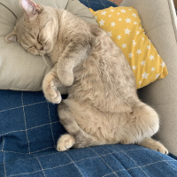 British Shorthair, Kedi  Şöbiyet fotoğrafı