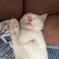 Van Kedisi, Kedi  Bal fotoğrafı