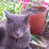 Mavi Rus, Kedi  Osman fotoğrafı