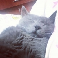 Mavi Rus, Kedi  Osman fotoğrafı