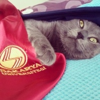 Mavi Rus, Kedi  Osman fotoğrafı