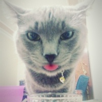 Mavi Rus, Kedi  Osman fotoğrafı