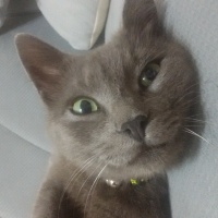 Mavi Rus, Kedi  Osman fotoğrafı