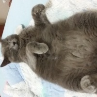 Mavi Rus, Kedi  Osman fotoğrafı