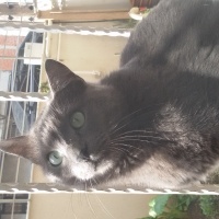 Mavi Rus, Kedi  Osman fotoğrafı