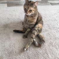 Tekir Kedi, Kedi  Gofret fotoğrafı