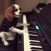 Cavalier King Charles Spanieli, Köpek  LORD fotoğrafı