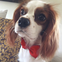 Cavalier King Charles Spanieli, Köpek  LORD fotoğrafı
