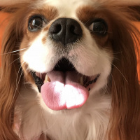 Cavalier King Charles Spanieli, Köpek  LORD fotoğrafı