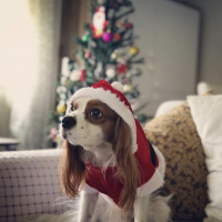 Cavalier King Charles Spanieli, Köpek  LORD fotoğrafı