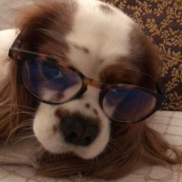 Cavalier King Charles Spanieli, Köpek  LORD fotoğrafı