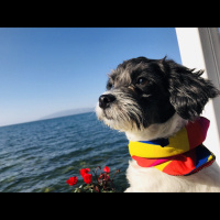 Maltese, Köpek  Bızdık fotoğrafı
