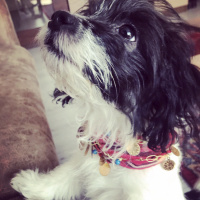 Maltese, Köpek  Bızdık fotoğrafı