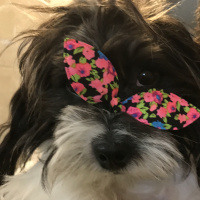 Maltese, Köpek  Bızdık fotoğrafı