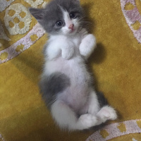 Mavi Rus, Kedi  niki fotoğrafı