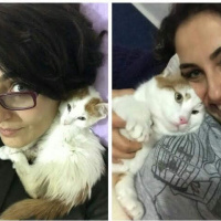 Sarman, Kedi  Dırdırcan fotoğrafı