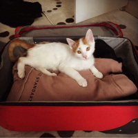 Sarman, Kedi  Dırdırcan fotoğrafı
