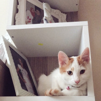 Sarman, Kedi  Dırdırcan fotoğrafı