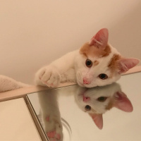 Sarman, Kedi  Dırdırcan fotoğrafı