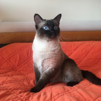 Siyam Kedisi, Kedi  Tarçın fotoğrafı