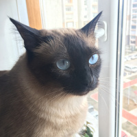 Siyam Kedisi, Kedi  Tarçın fotoğrafı