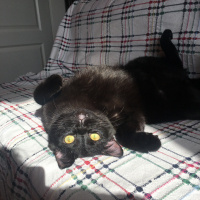 Exotic Shorthair, Kedi  Cengo fotoğrafı