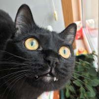 Exotic Shorthair, Kedi  Cengo fotoğrafı
