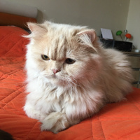 İran Kedisi (Persian), Kedi  Midas fotoğrafı