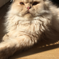İran Kedisi (Persian), Kedi  Midas fotoğrafı