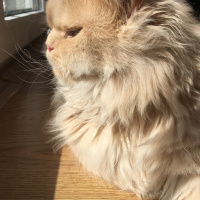 İran Kedisi (Persian), Kedi  Midas fotoğrafı